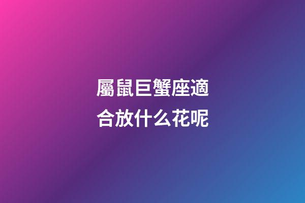 屬鼠巨蟹座適合放什么花呢-第1張-星座運勢-玄機派
