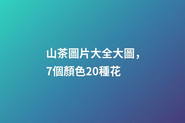 山茶圖片大全大圖，7個顏色20種花-第1張-觀點-玄機派