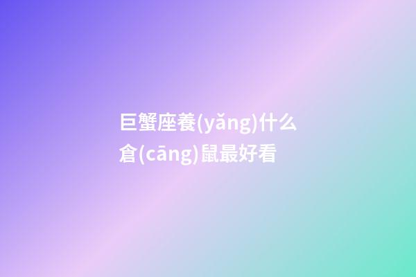 巨蟹座養(yǎng)什么倉(cāng)鼠最好看-第1張-星座運(yùn)勢(shì)-玄機(jī)派