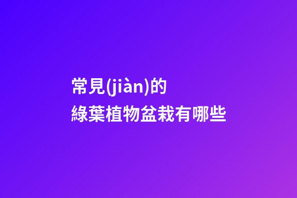 常見(jiàn)的綠葉植物盆栽有哪些