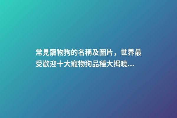 常見寵物狗的名稱及圖片，世界最受歡迎十大寵物狗品種大揭曉!-第1張-觀點-玄機派