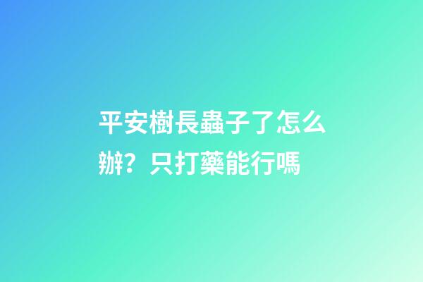 平安樹長蟲子了怎么辦？只打藥能行嗎