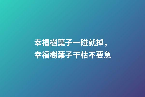 幸福樹葉子一碰就掉，幸福樹葉子干枯不要急-第1張-觀點-玄機派