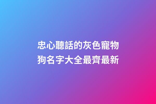 忠心聽話的灰色寵物狗名字大全最齊最新