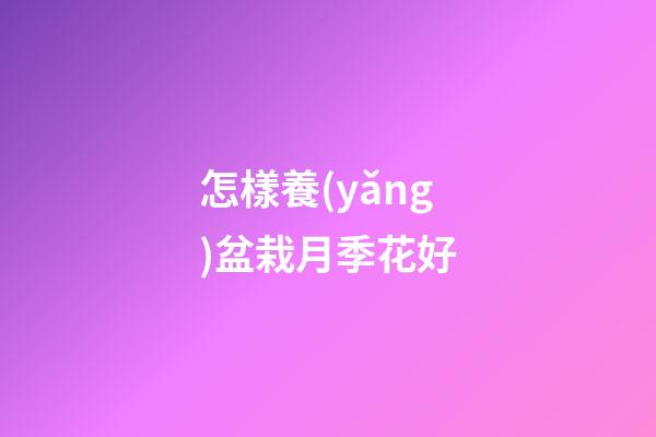 怎樣養(yǎng)盆栽月季花好