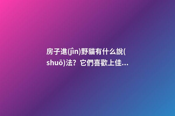 房子進(jìn)野貓有什么說(shuō)法？它們喜歡上佳的風(fēng)水住宅
