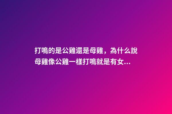 打鳴的是公雞還是母雞，為什么說母雞像公雞一樣打鳴就是有女人篡權亂世-第1張-觀點-玄機派