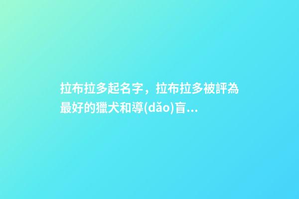 拉布拉多起名字，拉布拉多被評為最好的獵犬和導(dǎo)盲犬-第1張-觀點(diǎn)-玄機(jī)派
