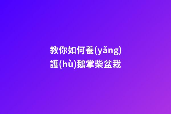 教你如何養(yǎng)護(hù)鵝掌柴盆栽