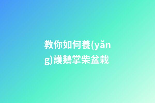教你如何養(yǎng)護鵝掌柴盆栽