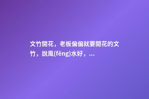 文竹開花，老板偏偏就要開花的文竹，說風(fēng)水好，植物與風(fēng)水講究多