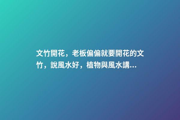 文竹開花，老板偏偏就要開花的文竹，說風水好，植物與風水講究多
