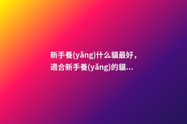 新手養(yǎng)什么貓最好，適合新手養(yǎng)的貓有哪些-第1張-觀點(diǎn)-玄機(jī)派