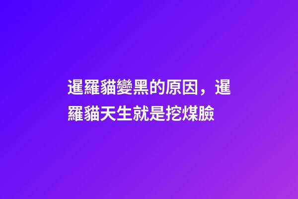 暹羅貓變黑的原因，暹羅貓天生就是挖煤臉-第1張-觀點-玄機派