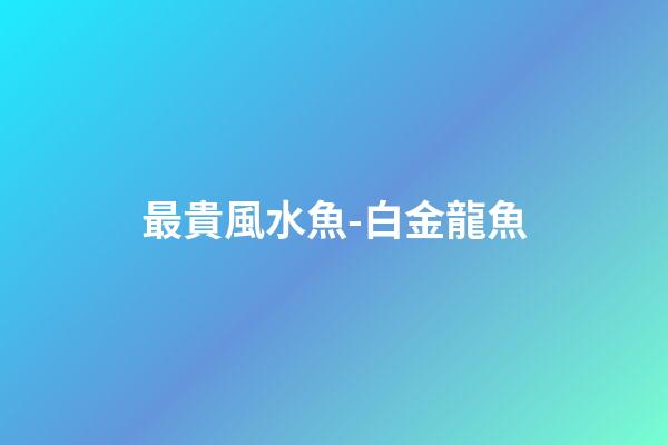 最貴風水魚-白金龍魚