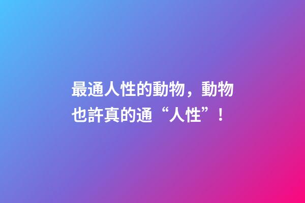 最通人性的動物，動物也許真的通“人性”!-第1張-觀點-玄機派