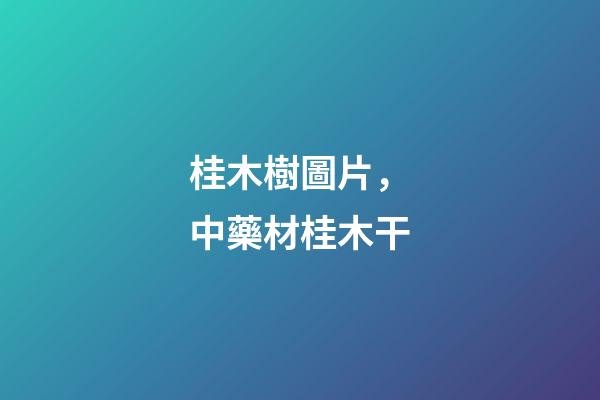 桂木樹圖片，中藥材桂木干-第1張-觀點-玄機派