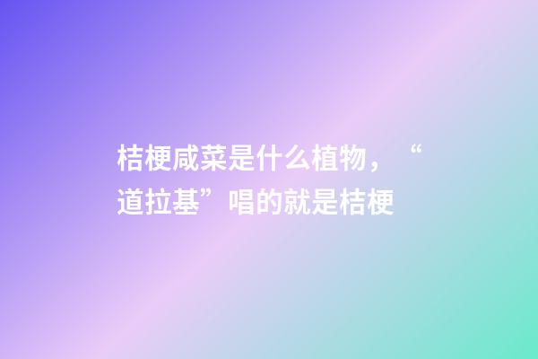 桔梗咸菜是什么植物，“道拉基”唱的就是桔梗-第1張-觀點-玄機(jī)派