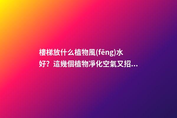 樓梯放什么植物風(fēng)水好？這幾個植物凈化空氣又招財(cái)！！