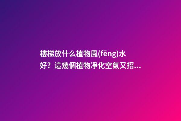樓梯放什么植物風(fēng)水好？這幾個植物凈化空氣又招財！！
