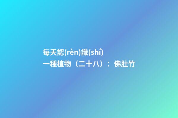 每天認(rèn)識(shí)一種植物（二十八）：佛肚竹
