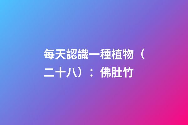 每天認識一種植物（二十八）：佛肚竹