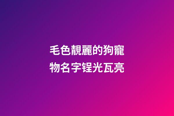 毛色靚麗的狗寵物名字锃光瓦亮