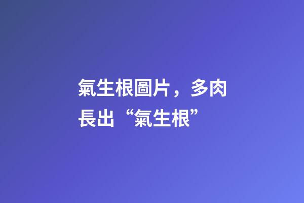 氣生根圖片，多肉長出“氣生根”-第1張-觀點-玄機派