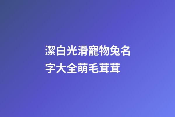 潔白光滑寵物兔名字大全萌毛茸茸
