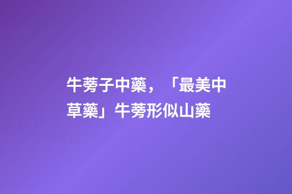 牛蒡子中藥，「最美中草藥」牛蒡形似山藥-第1張-觀點-玄機派