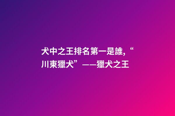 犬中之王排名第一是誰,“川東獵犬”——獵犬之王-第1張-觀點-玄機派