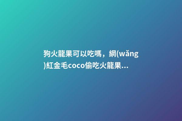 狗火龍果可以吃嗎，網(wǎng)紅金毛coco偷吃火龍果火到國外-第1張-觀點-玄機派