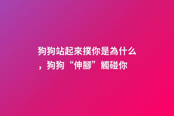 狗狗站起來撲你是為什么，狗狗“伸腳”觸碰你-第1張-觀點-玄機派