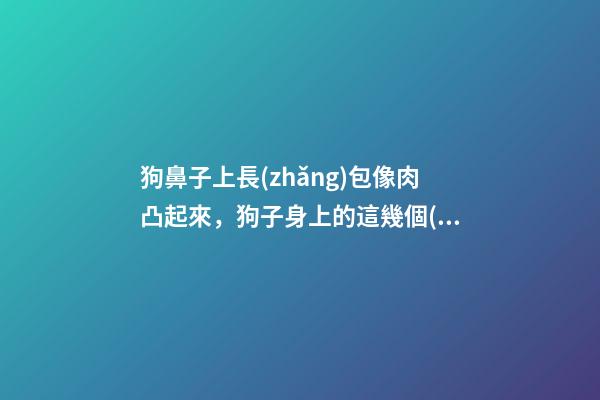 狗鼻子上長(zhǎng)包像肉凸起來，狗子身上的這幾個(gè)部位-第1張-觀點(diǎn)-玄機(jī)派