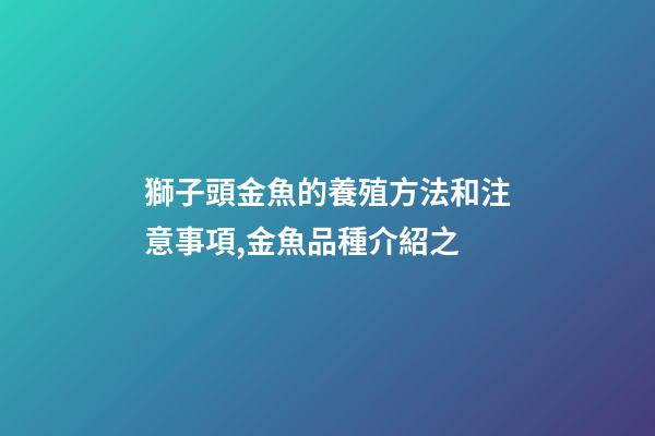 獅子頭金魚的養殖方法和注意事項,金魚品種介紹之(獅子頭)-第1張-觀點-玄機派