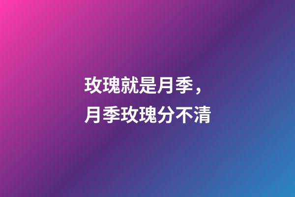 玫瑰就是月季，月季玫瑰分不清-第1張-觀點-玄機派