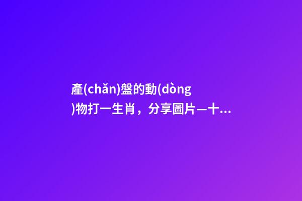 產(chǎn)盤的動(dòng)物打一生肖，分享圖片—十二生肖對(duì)應(yīng)花卉-第1張-觀點(diǎn)-玄機(jī)派