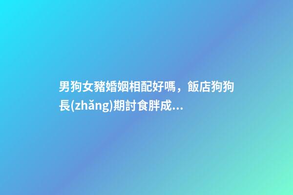 男狗女豬婚姻相配好嗎，飯店狗狗長(zhǎng)期討食胖成豬-第1張-觀點(diǎn)-玄機(jī)派