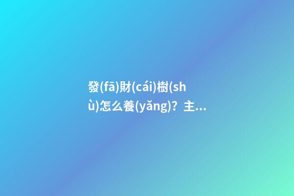 發(fā)財(cái)樹(shù)怎么養(yǎng)？主要看其本身特性！