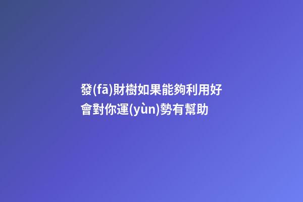 發(fā)財樹如果能夠利用好會對你運(yùn)勢有幫助