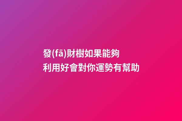 發(fā)財樹如果能夠利用好會對你運勢有幫助