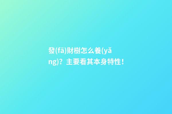 發(fā)財樹怎么養(yǎng)？主要看其本身特性！