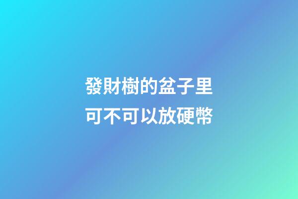 發財樹的盆子里可不可以放硬幣