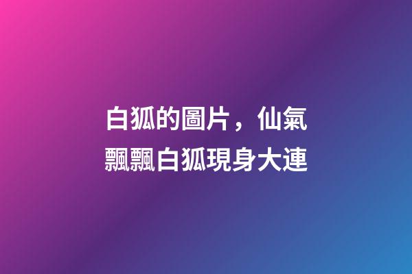白狐的圖片，仙氣飄飄白狐現身大連-第1張-觀點-玄機派