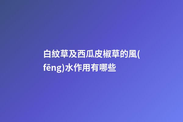 白紋草及西瓜皮椒草的風(fēng)水作用有哪些?