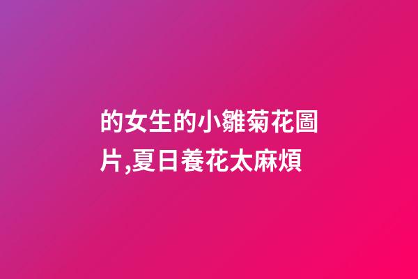 的女生的小雛菊花圖片,夏日養花太麻煩-第1張-觀點-玄機派