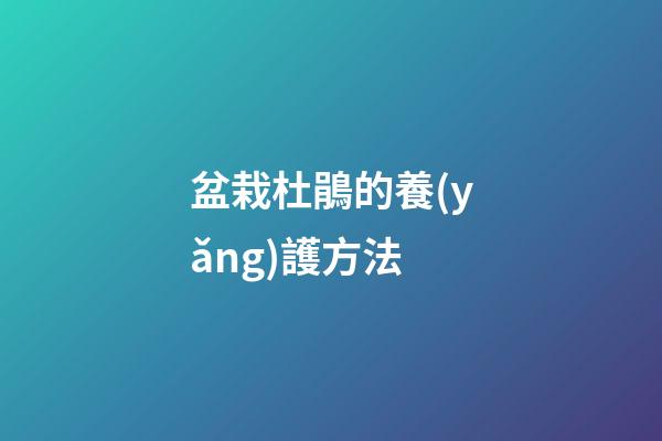 盆栽杜鵑的養(yǎng)護方法
