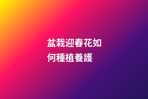 盆栽迎春花如何種植養護