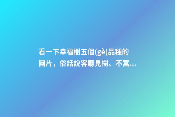 看一下幸福樹五個(gè)品種的圖片，俗話說客廳見樹、不富也發(fā)!8種吉祥樹