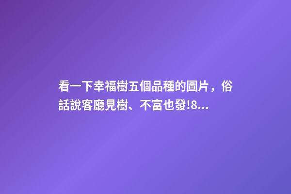 看一下幸福樹五個品種的圖片，俗話說客廳見樹、不富也發!8種吉祥樹-第1張-觀點-玄機派